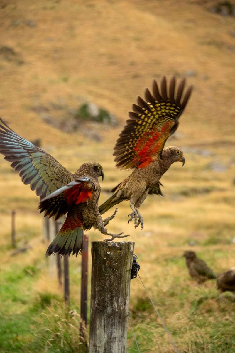 Two kea on a fence post in the Matukituki Valley, Mount Aspiring National Park